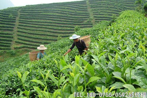 我國茶葉出口面臨哪些困難？中國茶葉包裝機,袋泡茶包裝機